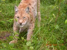 carnivores