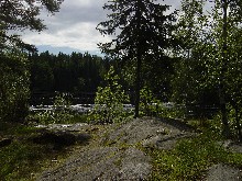 Koli